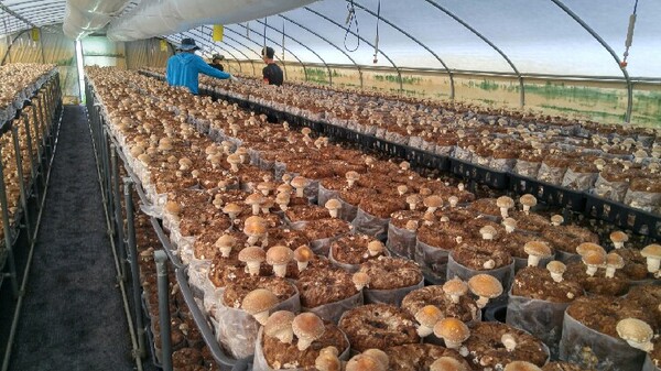 표고버섯 재배시설. 사진/경북도