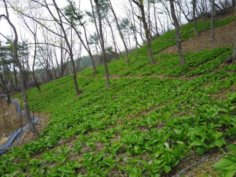 산채류 재배 시설. 사진/경북도