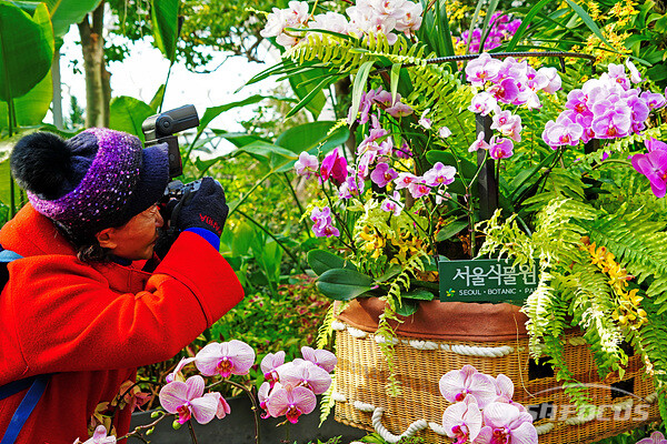 지난 27일 서울식물원 온실에서 겨울 속 봄 촬영에 열중인 사진작가.  사진/유우상 기자