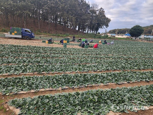진도산 시금치가 시장에서 뜨거운 반응을 얻고 있다. 사진/진도군청 제공