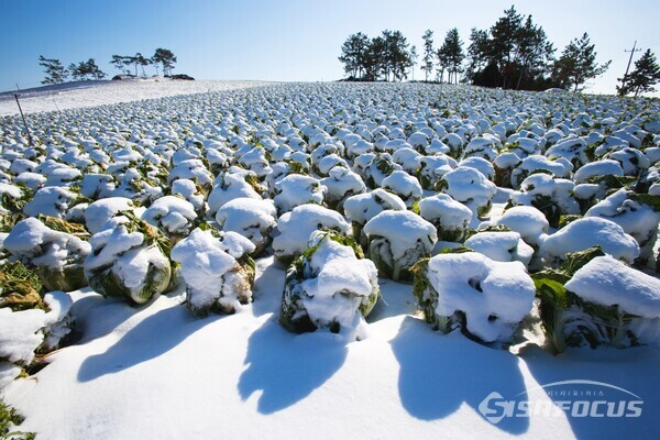 겨울 배추(월동 배추)밭 전경. 사진/해남군청 제공