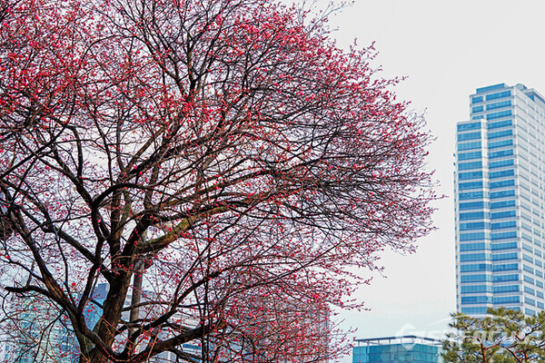 지난 7일 봉은사 홍매화 나무와 강남 고층 빌딩이  새로운 그림을 그린다.  사진/ 유우상 기자