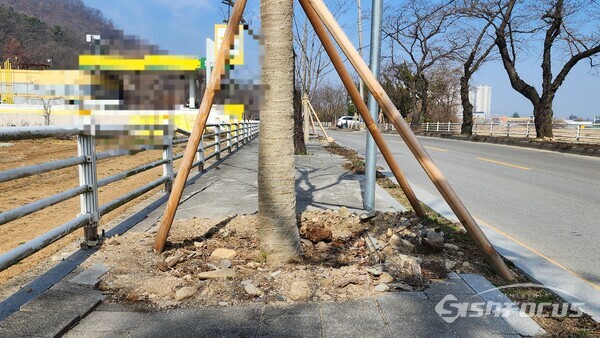 활착하는 과정 중이라는 새 나무와 부목이 자칫 보행자에게 사고를 유발할 수 있다. 사진/김진성 기자