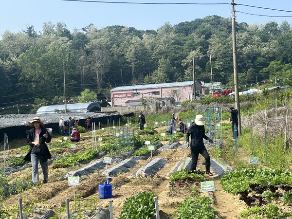 서울 구로구가 작년도에 실시했던 농촌 현장 실습 장면. (사진 / 구로구청)