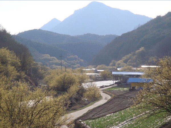 의성 산수유마을 전경.사진/경북도