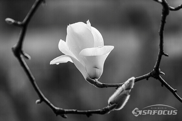 지난 26일 서울 연세대 신촌캠퍼스에 하얀 목련꽃이 활짝 펴 봄내음이 가득하다.  사진/유우상 기자