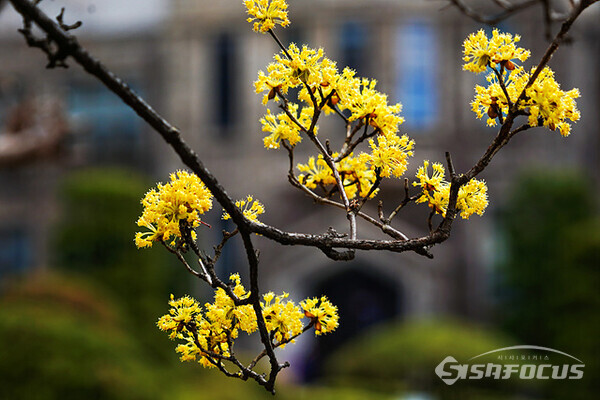 지난 26일 서울 연세대 신촌캠퍼스에 노란 산수유가 활짝 펴 봄내음이 가득하다.  사진/유우상 기자