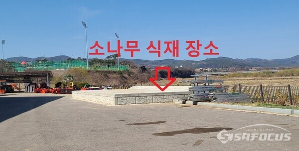 지난 2월경 청송군이 농기계 임대사업소 진보분소에 시설을 확장하면서 조경수로 심겨진 소나무 5그루(30년생 추정)를 무단으로 반출한 것으로 확인됐다.사진/김영삼 기자