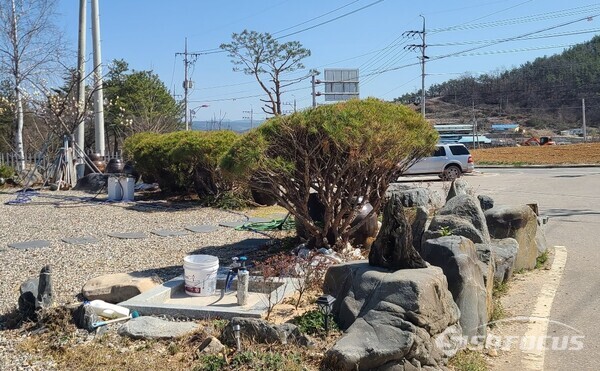 1일 농기계 임대사업소에서 생산확인표 없이 사라진 소나무 5그루가 농기계 임대사업소 직원의 친인척 주택에서 확인됐다.사진/김영삼 기자