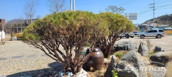 청송군 농기계 임대사업소(진보분소)에서 무단 반출된 소나무.사진/김영삼 기자 