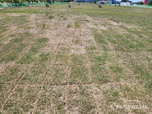 해남군 송지면 파크골프장 잔디가 고사된 현장 사진/ 최영남 기자