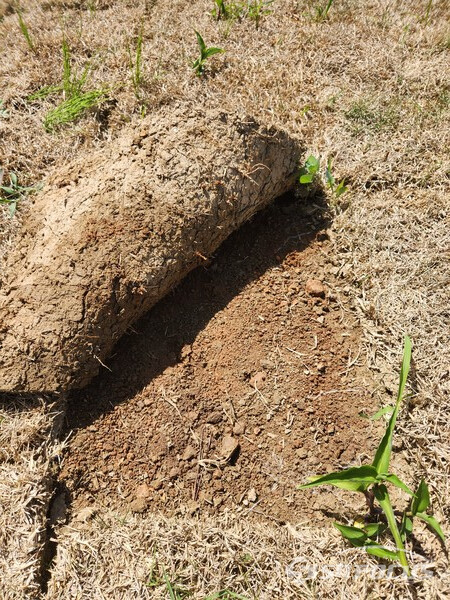 해남군 송지면 파트골프장 잔디가 고사되어 식재된 잔디 밑부분을 살펴본 사진. 사진/최영남 기자