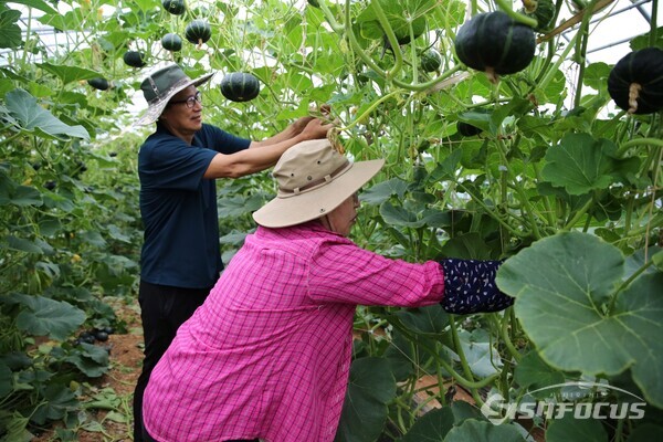 밤 호박 수확(산이면 이창미 농가). 사진/해남군청 제공