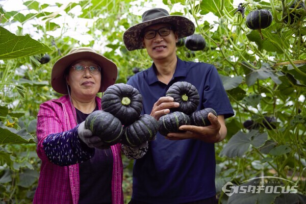밤 호박 수확(산이면 이창미 농가). 사진/해남군청 제공