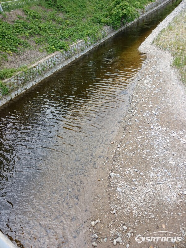 대구 가창댐 상류에 지난달 말부터 오염물질로 보이는 짙은 암갈색 띠(길이 190ｍ, 폭 1ｍ 이상)가 발생했다. 사진/독자제공