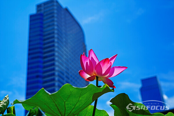 봉은사 활짝  핀 연꽃이 강남 도심 높은 빌딩과 어울려 또 다른  풍광 보여준다. 사진 / 유우상 기자