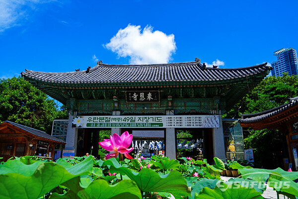 우란분절(백중 음력 7월 15일)을 맞아 돌아가신 영가들을 위해 만든 하얀 연등과 연꽃이 조화롭다. 사진/유우상기자