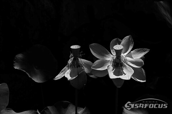 연꽃. 사진/유우상기자