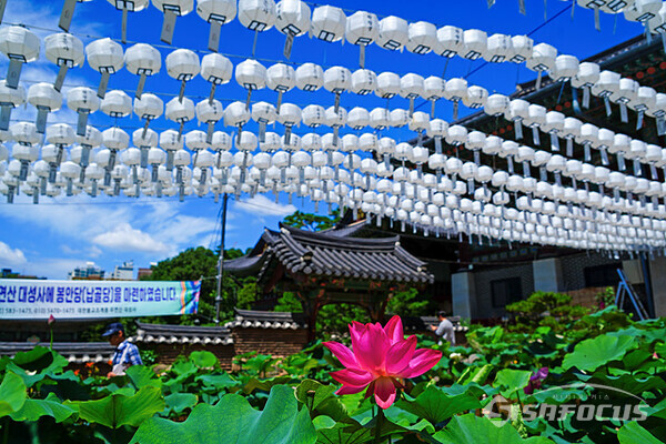 우란분절(백중 음력 7월 15일)을 맞아 돌아가신 영가들을 위해 만든 하얀 연등과 연꽃이 조화롭다. 사진/유우상기자