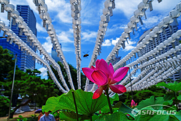 우란분절(백중 음력 7월 15일)을 맞아 돌아가신 영가들을 위해 만든 하얀 연등과 연꽃이 조화롭다. 사진/유우상기자