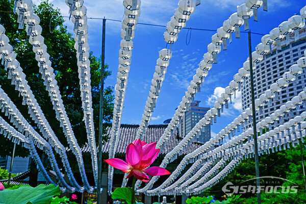 우란분절(백중 음력 7월 15일)을 맞아 돌아가신 영가들을 위해  만든 하얀 연등과 연꽃이 조화롭다. 사진/유우상기자