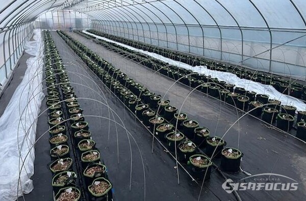 과수실증단지 조성 블루베리 신품종 격리재배. 사진/해남군청 제공