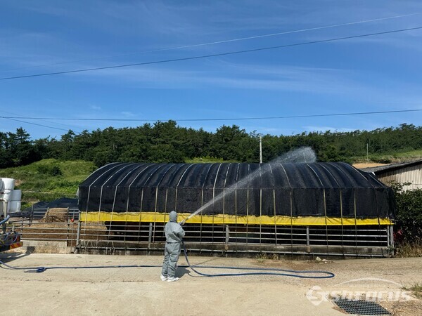 진도군이 긴급 예비비를 편성, 가축 폭염피해 선제적 총력에 대응하고 있다. 사진/진도군청 제공