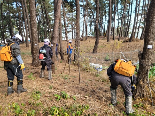 경북도가 소나무에 재선충병 예방 접종을 하고 있다.ⓒ경북도
