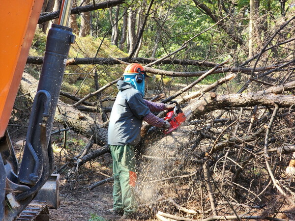 경북도가 소나무재선충병 피해 고사목을 제거하고 있다.ⓒ경북도