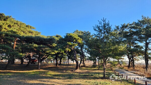 포항시 청하면 상대리 상대마을숲.ⓒ엄지원 기자