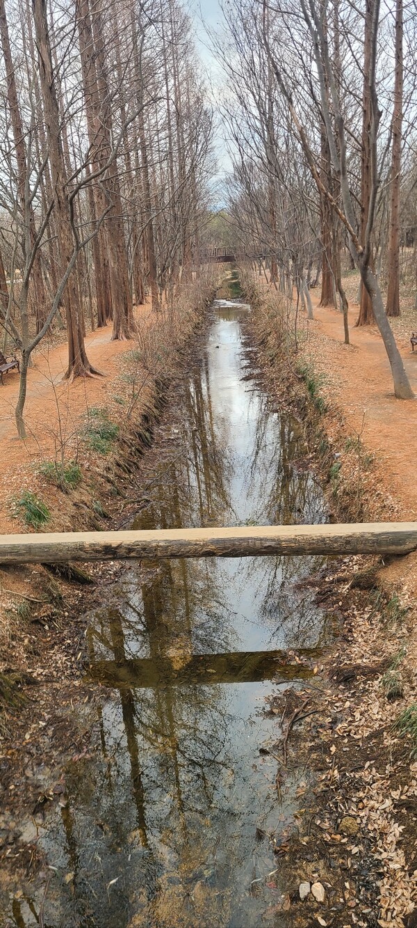 SNS에서 ‘인생샷 명소’로 유명한 외나무다리.사진/엄지원 기자