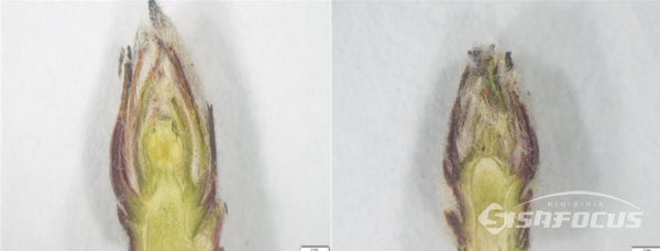 사과나무의 꽃눈(좌)과 잎눈(우)ⓒ성주군