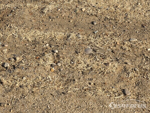 성주군 체육시설사업소는 ‘공사 인부들이 육안으로 돌을 줍는 방식’으로 문제를 해결하겠다는 입장을 보이고 있는 골프장내 현장은 돌들이 넓은 구간에 펼쳐져 있으며 군데군데 잔디가 죽어 있는 곳도 있다.사진/김진성 기자