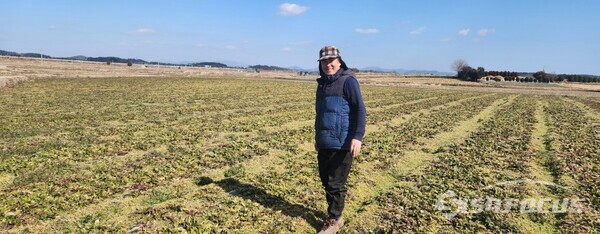 해남 황산면에서 노지에 유기농 시금치를 재배하고 있는 임흥옥씨 모습. 사진 / 전남도청