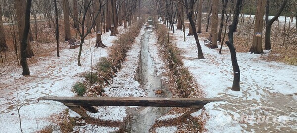 경북천년숲정원 내 외나무 다리.사진/엄지원 기자