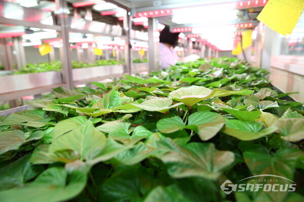 고구마 조직배양묘 순화시설. 사진/해남군청