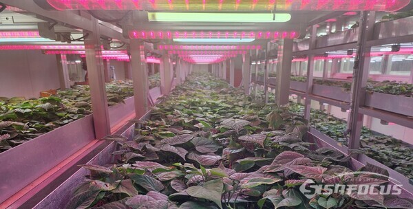 고구마 조직배양묘 분양. 사진/해남군청