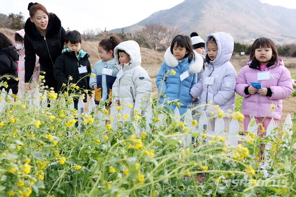 호기심 어린 눈으로 어린들이 노란 유채꽃을 바라 보고 있다. 사진 / 강진군청
