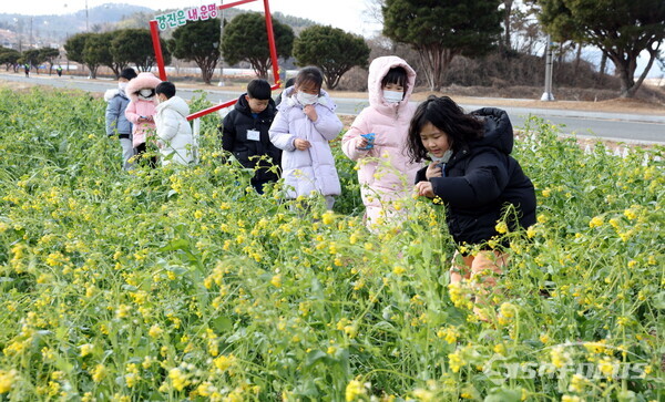 어린들이 노란 유채꽃을 만저 보고 있다. 사진 / 강진군청