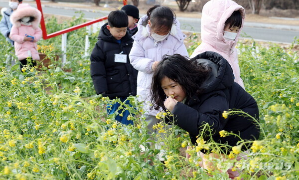 어린이가 노란 유채꽃의 향기를 맡아보고 있다. 사진 / 강진군청