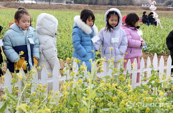 어린이들의 노란 유채꽃 나들이. 사진 / 강진군청