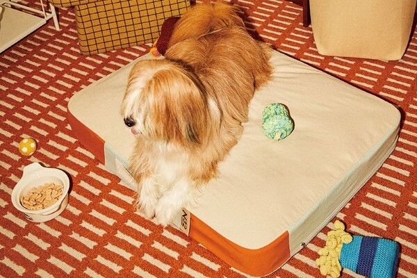 시몬스가 펫 매트리스 ‘N32 쪼꼬미’ 출시했다. ⓒ시몬스