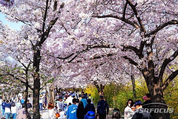 사진은 여의도 윤중로 벚꽃길 ⓒ시사포커스DB