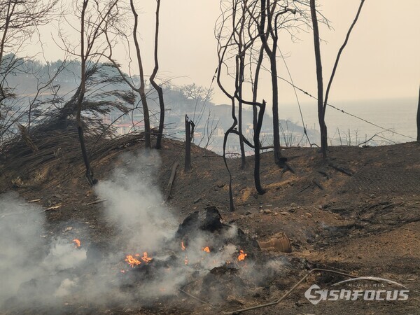 26일 의성에서 시작된 대형 산불이 강풍을 타고 80km 떨어진 영덕군 영덕읍 노물리(동해바다)까지 확산되고 있다.사진/김영삼 기자