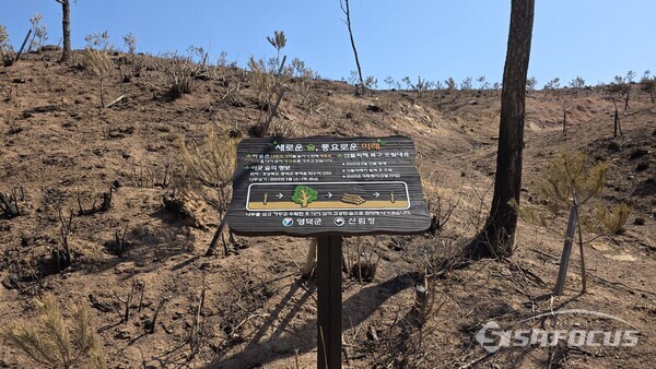 2일 영덕군 영덕읍 소재 임야의 어린 소나무(지난 2022년 산불 피해, 2023년 조림)들이 이번 산불에 또다시 피해를 입었다. .사진/김영삼 기자