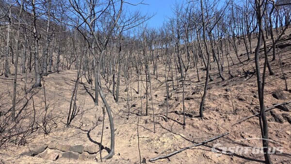 경북산불 현장.사진/김영삼 기자