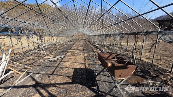 산불 피해를 입은 표고버섯재배사.사진/김영삼 기자