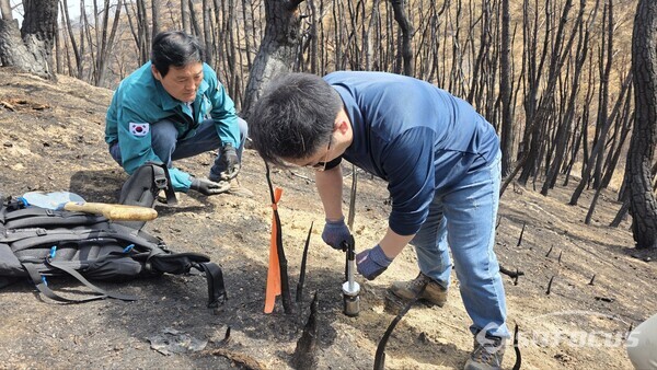 4월 16일 김일규 영덕군의원이 국립산림과학원의 산불피해로 인한 토양 깊이별 미생물 분포 조사에 함께 참여해 조림 가능 수종을 확인하고 있다.사진/김영삼 기자 