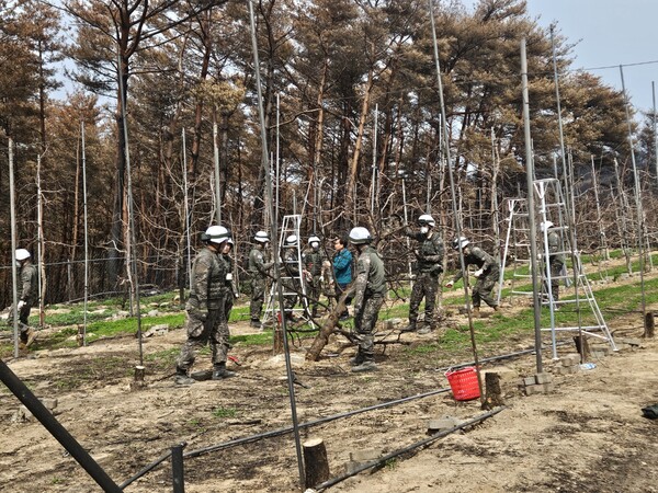 17일 영덕대대 장병들이 축산면 대곡리 일대 산불 피해 농가를 찾아 과수원 고사목 제거 등 영농 정상화를 위한 복구 작업을 지원하고 있다.ⓒ영덕군