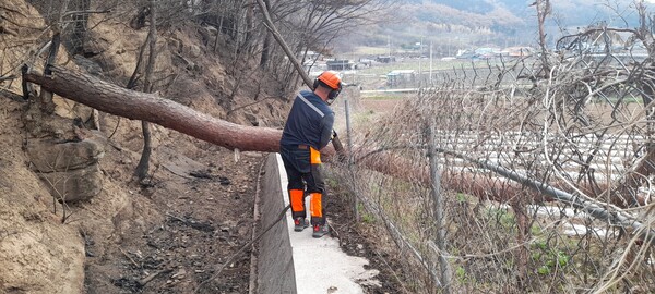 산림청이 지난달 발생한 경북지역 대형산불 피해지에서 민가와 도로변 주변의 위험목 제거에 총력을 기울이고 있다.ⓒ남부산림청